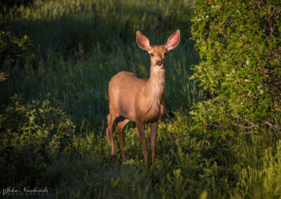 Castle Rock Colorado Mule Deer Photo 13