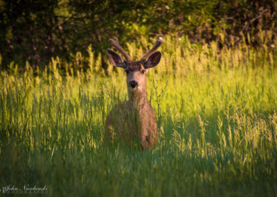 Castle Rock Colorado Mule Deer Photo 14