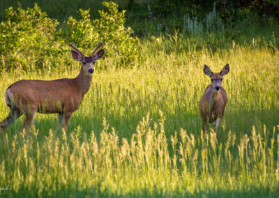 Castle Rock Colorado Mule Deer Photo 15