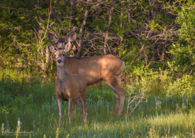 Castle Rock Colorado Mule Deer Photo 16