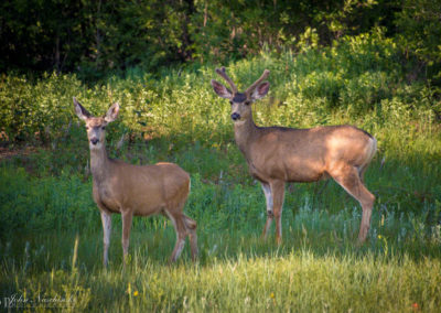 Castle Rock Colorado Mule Deer Photo 17
