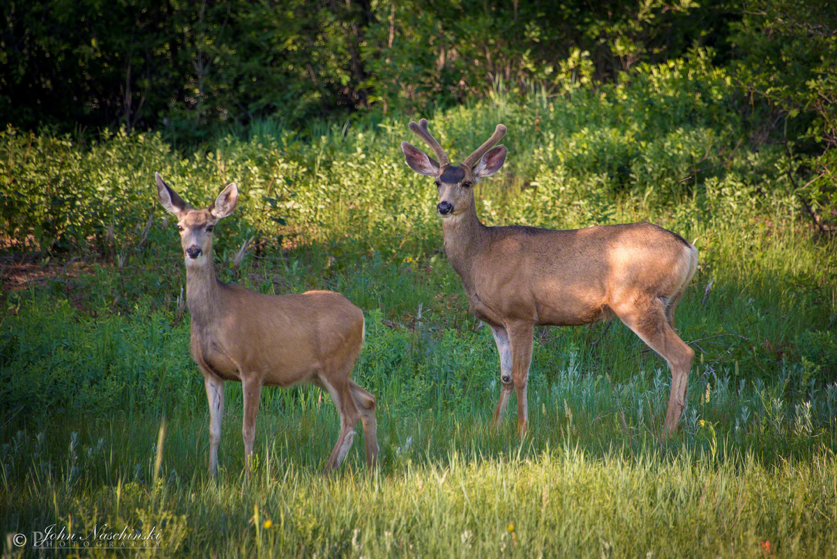 Castle Rock Colorado Mule Deer Photos