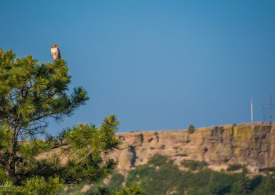 Ferruginous Hawk over the Rock in Castle Rock