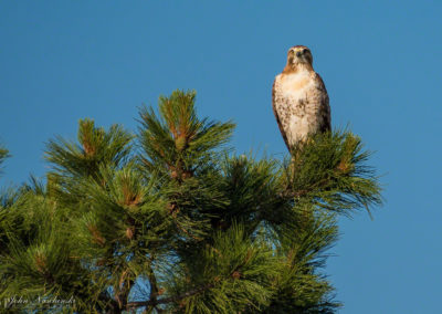 Photo of Ferruginous Hawk in Castle Rock 01