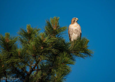 Photo of Ferruginous Hawk in Castle Rock 02