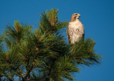 Photo of Ferruginous Hawk in Castle Rock 03