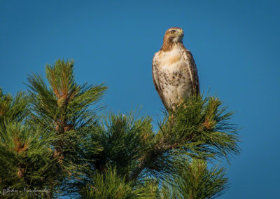 Castle Rock Hawk & Colorado Mountain Bluebird Photos