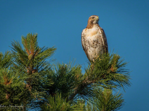 Castle Rock Hawk & Colorado Mountain Bluebird Photos