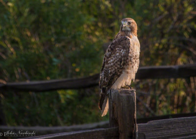 Photo of Ferruginous Hawk in Castle Rock 05