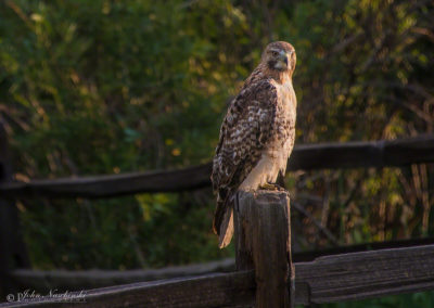Photo of Ferruginous Hawk in Castle Rock 07