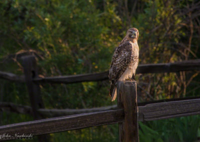 Photo of Ferruginous Hawk in Castle Rock 08