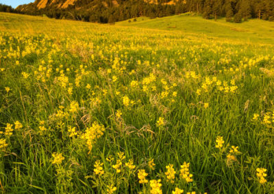 Boulder Colorado Flatirons Wildflower Photos 10