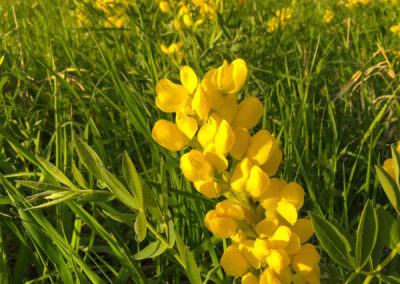 Boulder Colorado Flatirons Wild Golden Banner Flower Photos 13