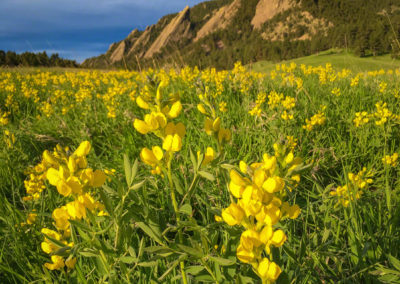 Boulder Colorado Flatirons Wild Lupine Flower Photos 11