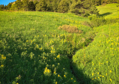 Boulder Colorado Flatirons Wildflower Photos 12