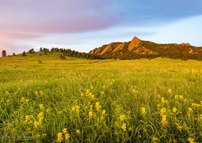 Boulder Colorado Flatirons Wildflower Photos 01