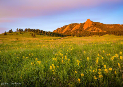 Boulder Colorado Flatirons Wildflower Photos 02