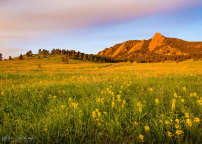 Boulder Colorado Flatirons Wildflower Photos 03