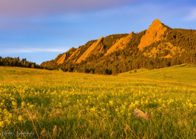 Boulder Colorado Flatirons Wildflower Sunrise Photos