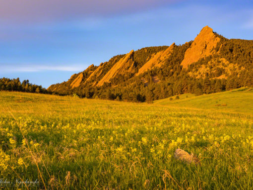 Boulder Colorado Flatirons Wildflower Sunrise Photos