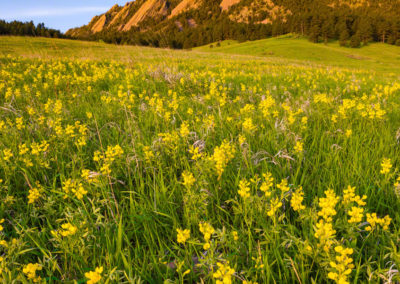 Boulder Colorado Flatirons Wildflower Photos 05