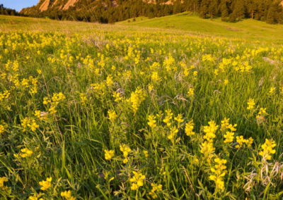 Boulder Colorado Flatirons Wildflower Photos 06