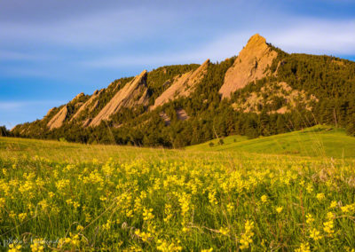 Boulder Colorado Flatirons Wildflower Photos 07