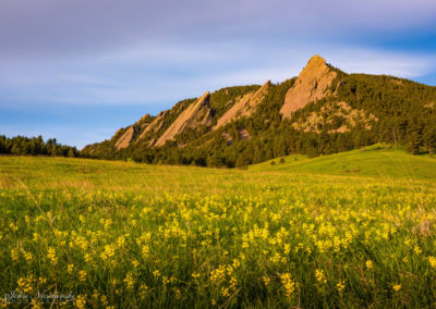 Boulder Colorado Flatirons Wildflower Photos 08