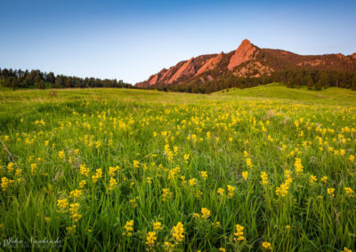 Boulder Colorado Golden Banner Wildflower Photos 17