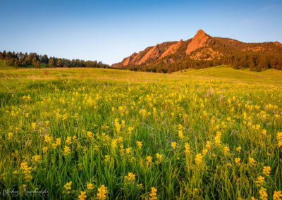Boulder Colorado Golden Banner Wildflower Photos 18