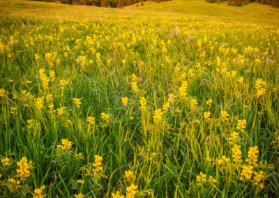 Boulder Colorado Golden Banner Wildflower Photos 19