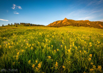 Boulder Colorado Golden Banner Wildflower Photos 20