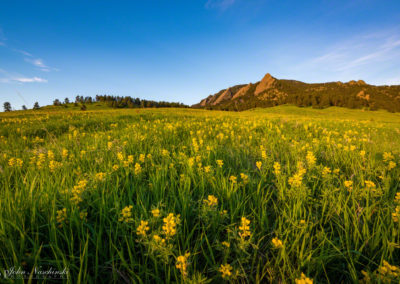 Boulder Colorado Golden Banner Wildflower Photos 21