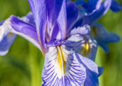 Boulder Colorado Flatirons Iris Wildflower Photos 24