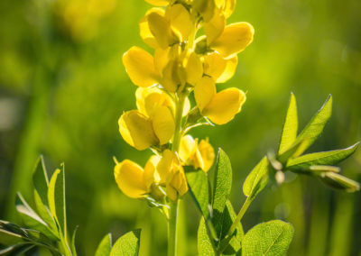 Boulder Colorado Golden Banner Wildflower Photos 16