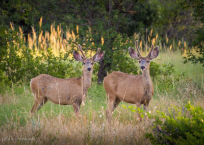 Castle Rock Colorado Mule Deer Photo 01