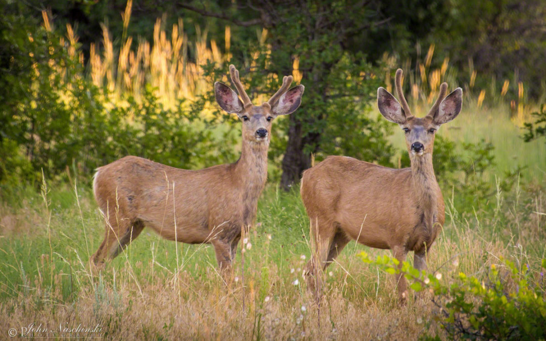 Castle Rock Colorado Mule Deer Photos