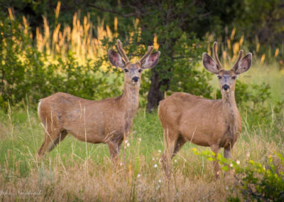 Castle Rock Colorado Mule Deer Photos