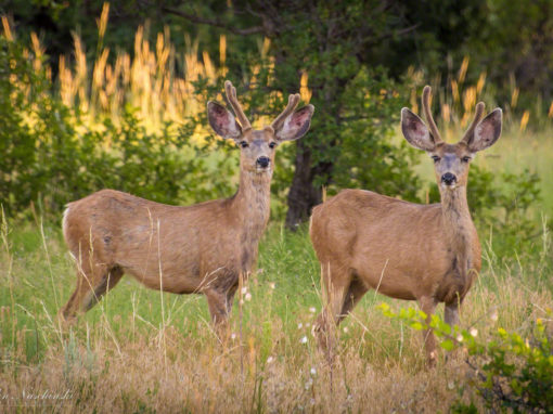 Castle Rock Colorado Mule Deer Photos