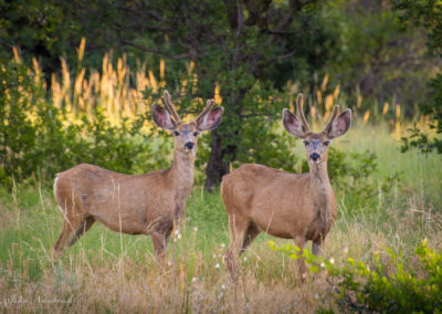 Castle Rock Colorado Mule Deer Photo 02