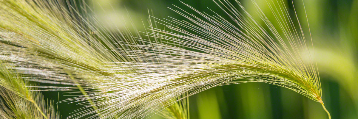 Photos of Colorado Grasses Leaves and Foliage