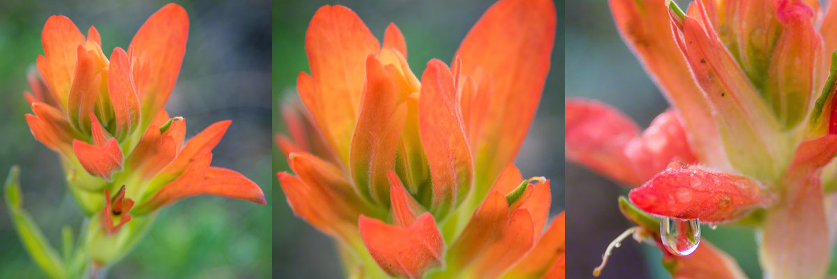 Colorado Red Orange Wildflowers Photos