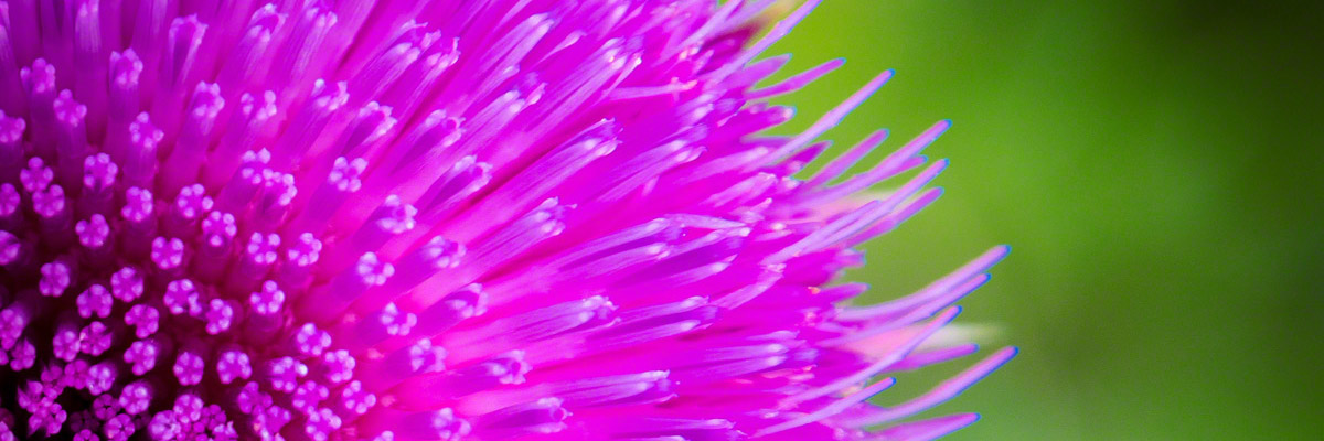 Purple Pink Colorado Wildflower Photos