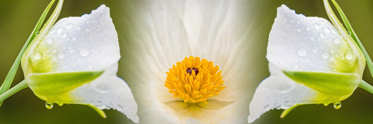 Photos of Colorado White Wildflowers