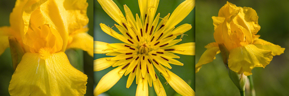 Photos of Yellow Colorado Wildflowers