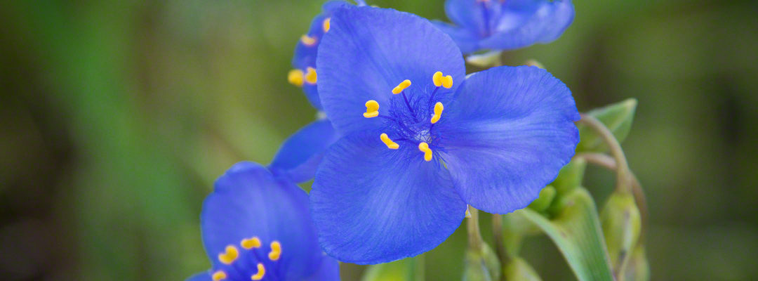 Purple Blue Colorado Wildflowers