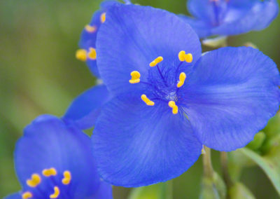 Purple Blue Colorado Wildflowers