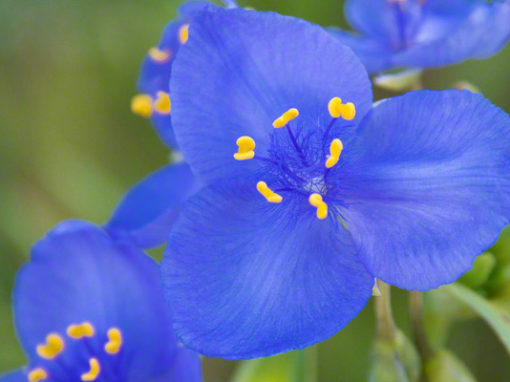 Purple Blue Colorado Wildflowers