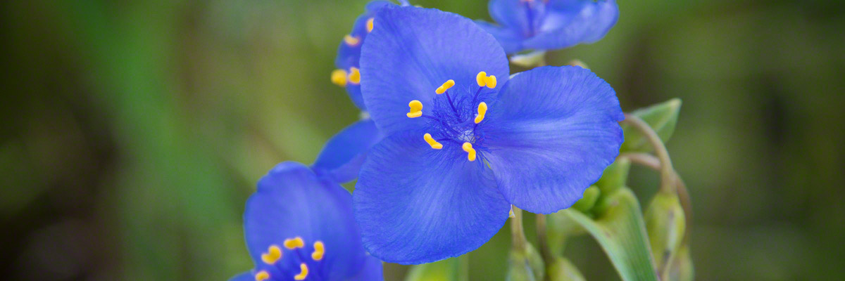 Purple Blue Colorado Wildflowers