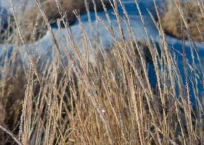 Colorado Grasses with Snow and Ice Photo 27